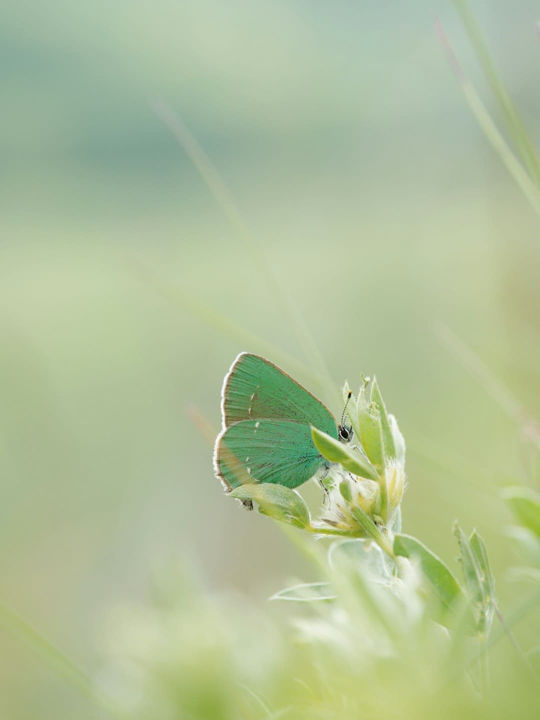 杨紫李现《秀丽芳华》定档6月30日，牡丹重耀续写盛唐篇章